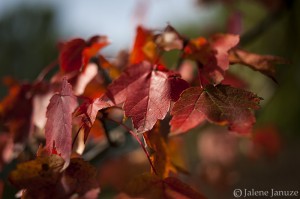 jalenejanuze_6160w  