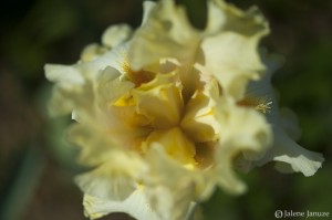 jalenejanuze_7757_web 