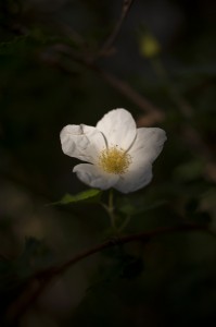 jalenejanuze_8182 