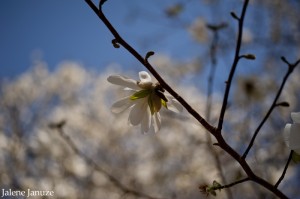 jalenejanuze__2865w  