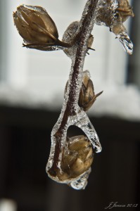 jalenejanuze_icedflower1w