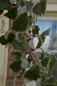 jalenejanuze_icedholly1w