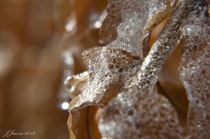 jalenejanuze_icedleaves1w